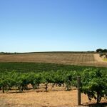 ソムリエ試験練習問題【オーストラリア】南オーストラリア州のワイン